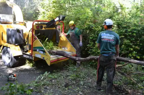 tree services Valle Vista